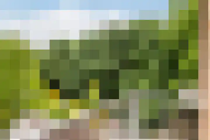 Julianalaan 72 B Schiedam thumbnail 22