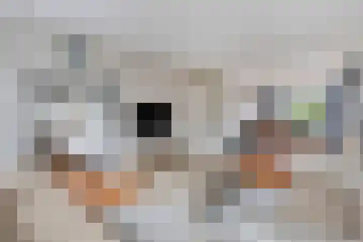 Julianalaan 80 Oss thumbnail 10