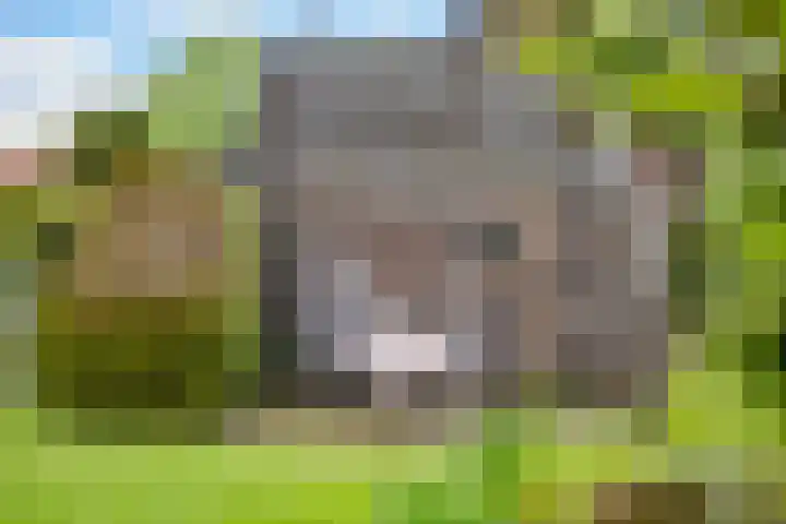 Julianalaan 9 Eefde thumbnail 31