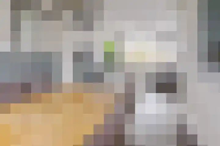 Julianalaan 93 c Leeuwarden thumbnail 17