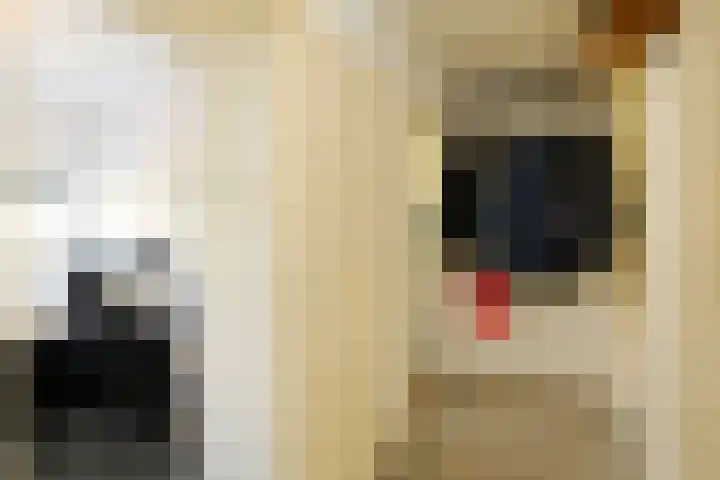 Julianaplantsoen 95 Diemen thumbnail 18