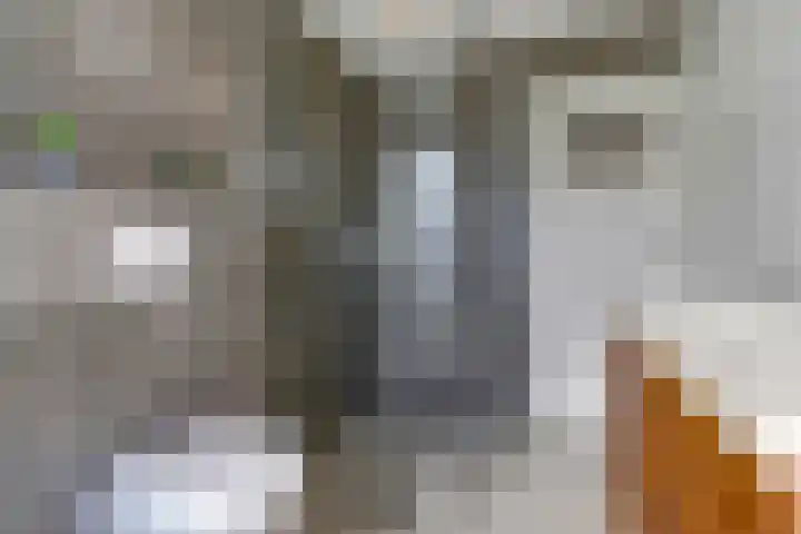 Julianaplein 24 Bladel thumbnail 34