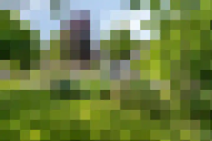Julianastraat 1 Berghem thumbnail 54
