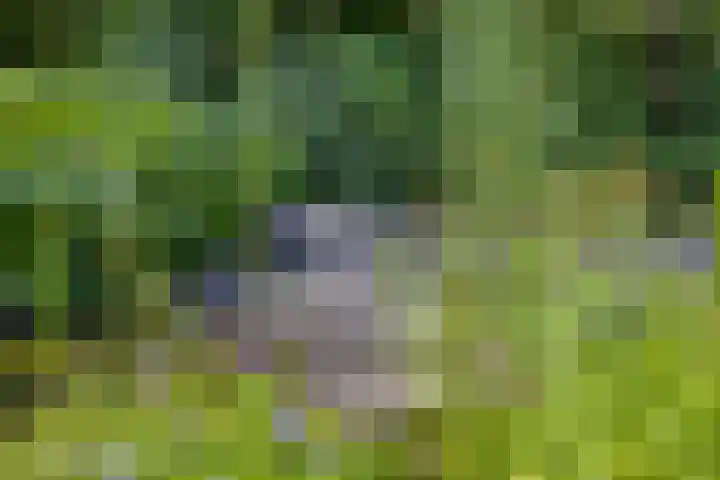 Julianastraat 1 Berghem thumbnail 60