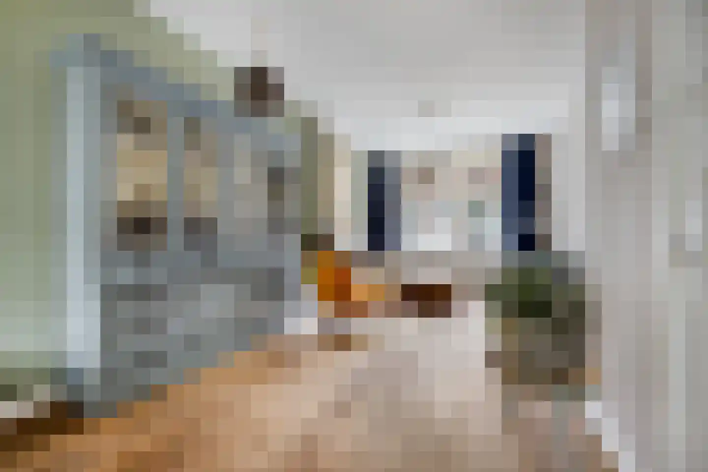 Julianastraat 12 Leiden thumbnail 4
