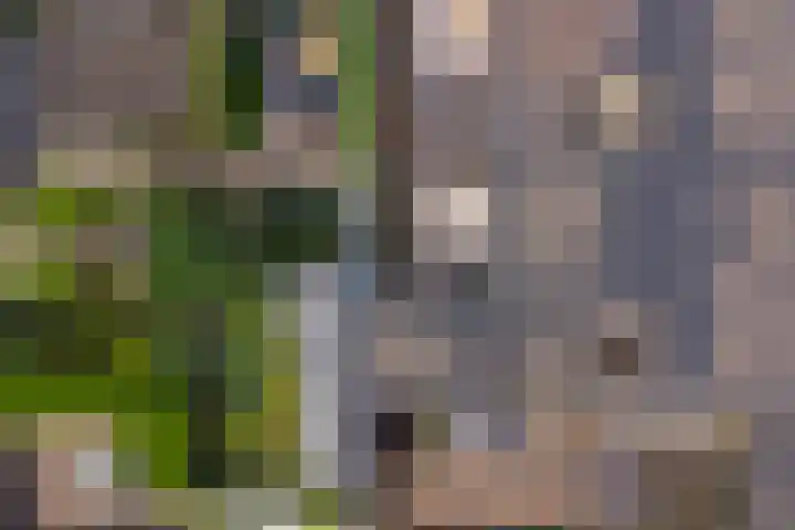 Julianastraat 15 C Koog aan de Zaan thumbnail 22