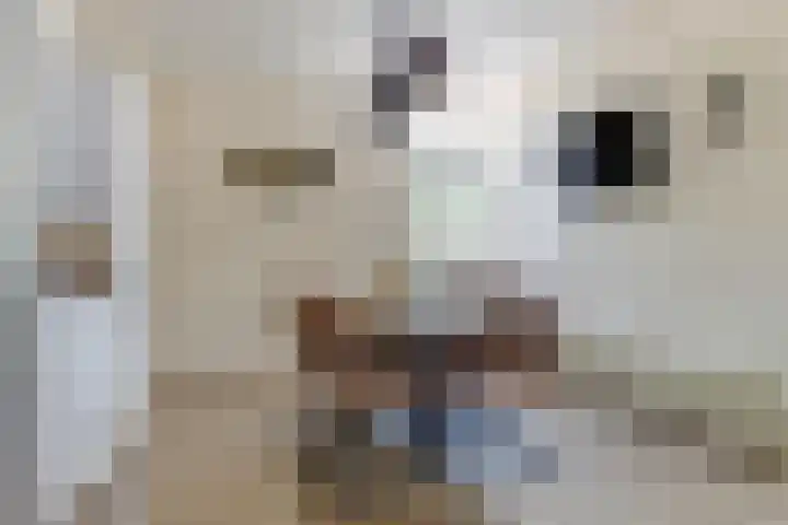 Julianastraat 17 Hank thumbnail 18