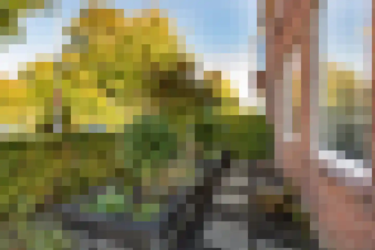 Julianastraat 24 Halfweg thumbnail 25