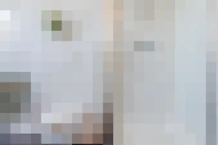 Julianastraat 34 C Berghem thumbnail 22