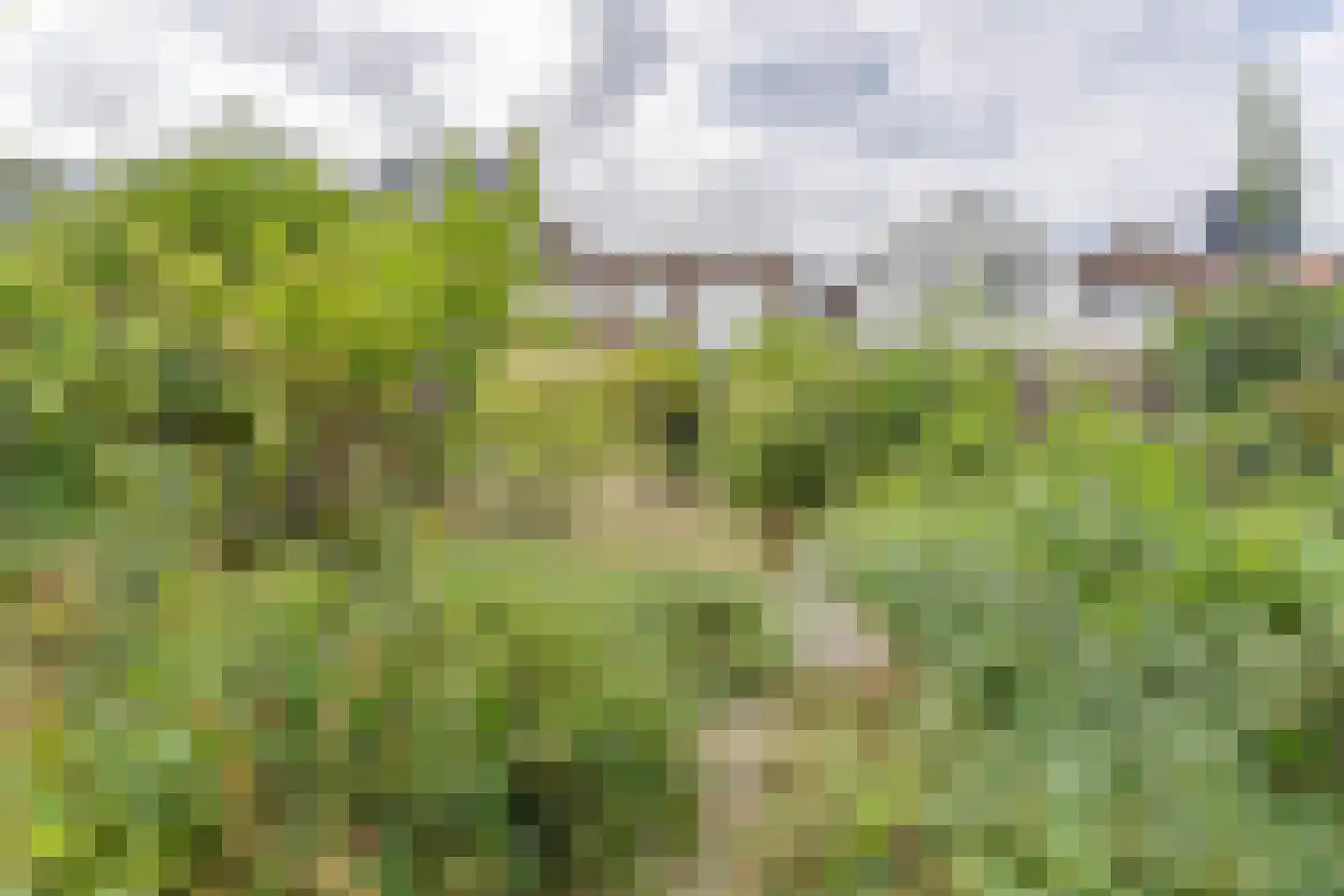 Julianastraat 38 Boskoop thumbnail 8