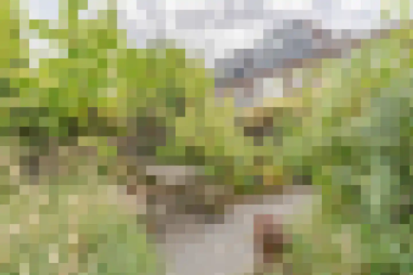 Julianastraat 38 Boskoop thumbnail 9