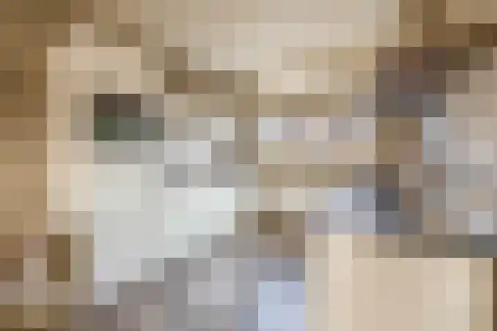 Julianastraat 44 Belfeld thumbnail 7