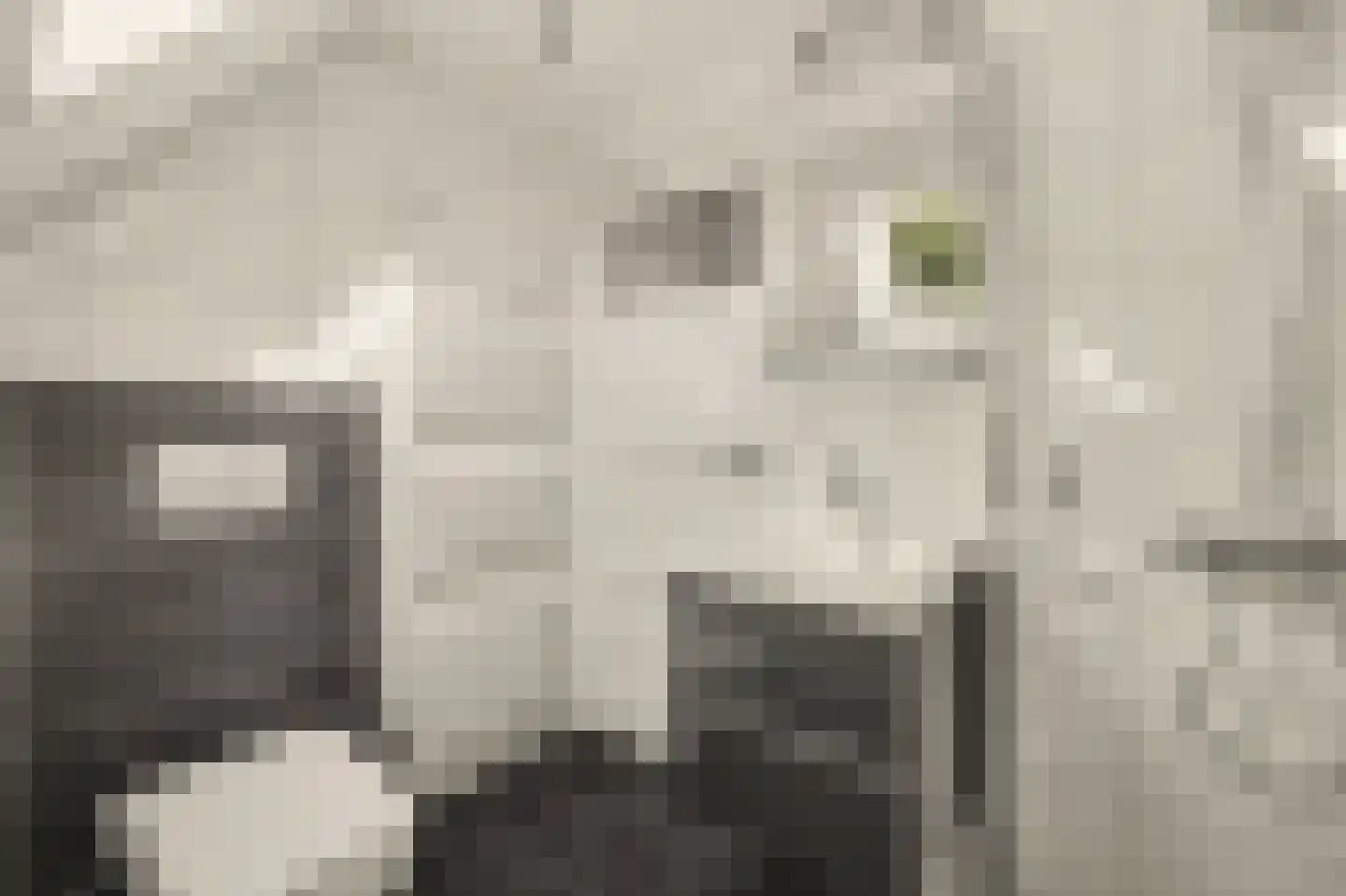 Julianastraat 46 Dongen thumbnail 5