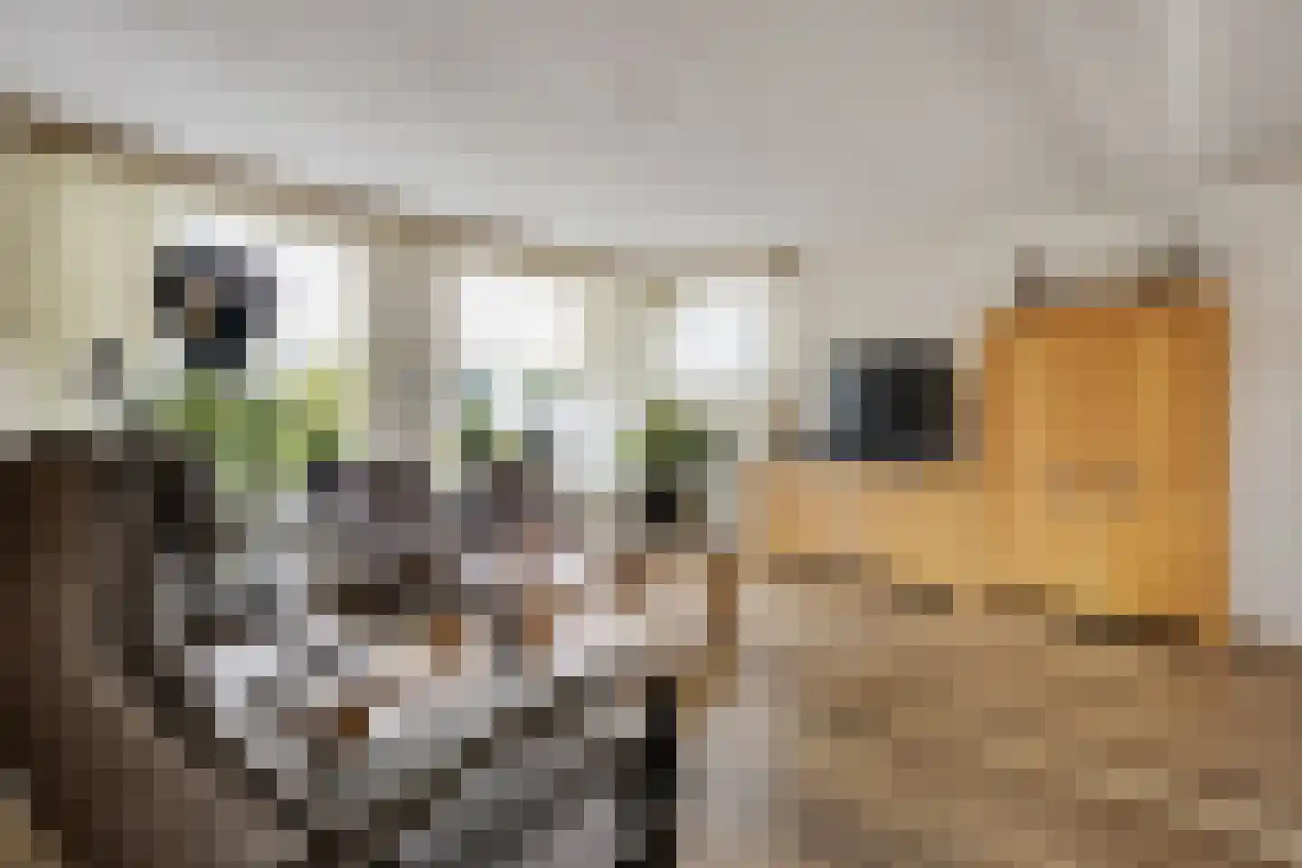 Julianastraat 5 Avenhorn thumbnail 4