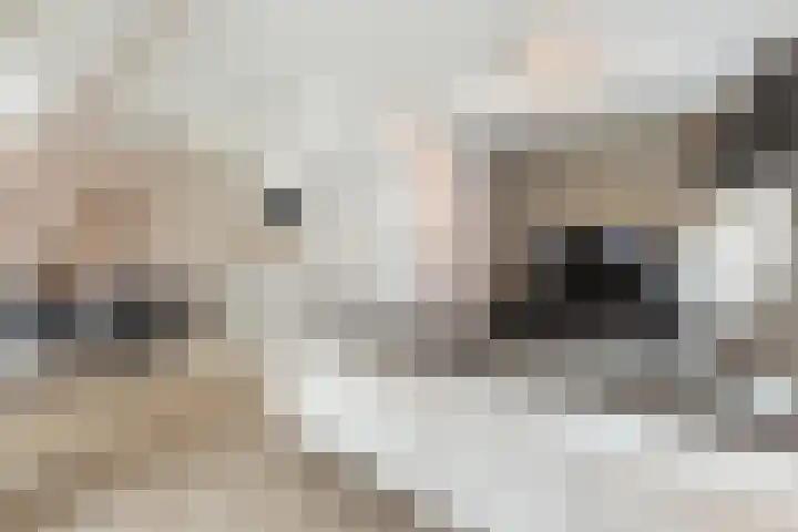 Julianastraat 50 Boskoop thumbnail 12