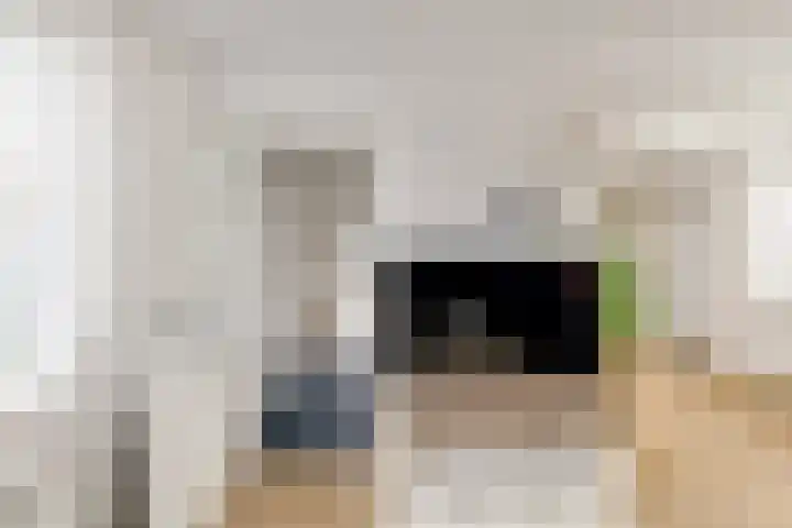 Julianastraat 7 Zuidland thumbnail 10