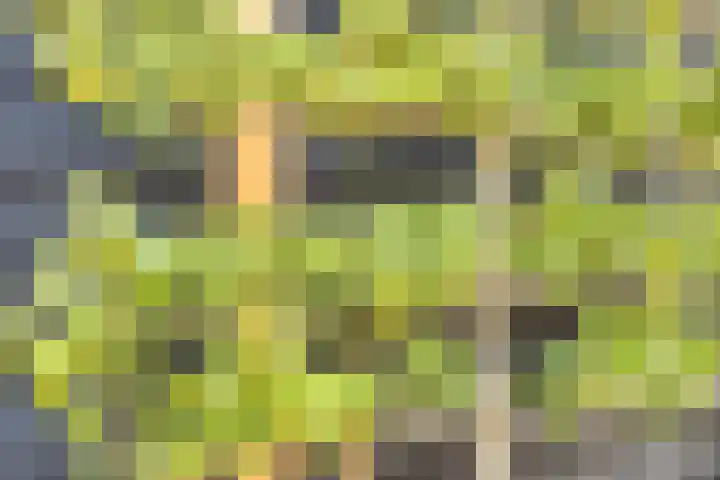 Julianastraat 9 Valburg thumbnail 114