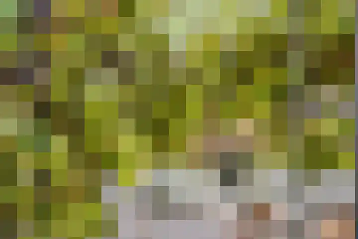 Julianastraat 9 Valburg thumbnail 81