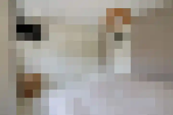 Julianastraat 92 Dongen thumbnail 27