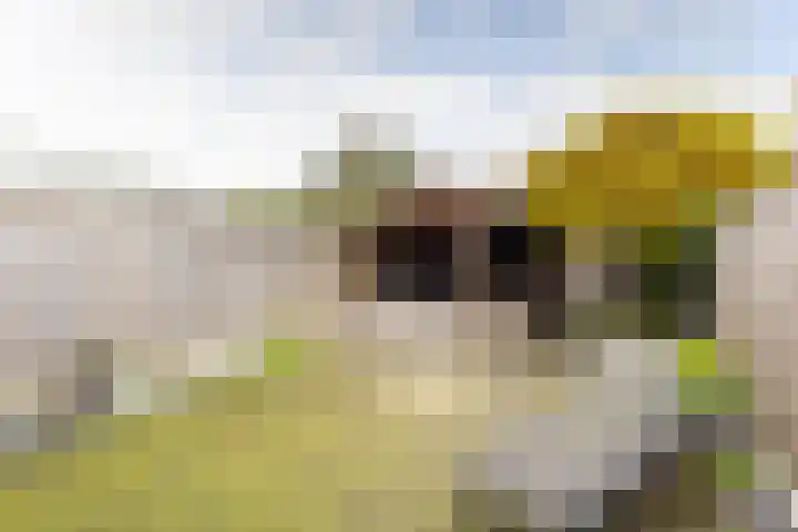 Julianastraat 92 Vroomshoop thumbnail 25
