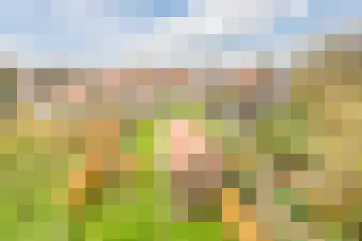 Julianaweg 13 de Wijk thumbnail 50