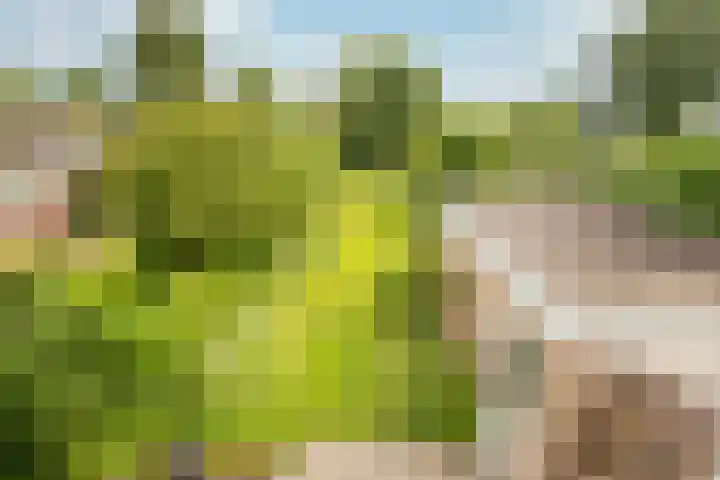 Julianaweg 25 Sint Geertruid thumbnail 10