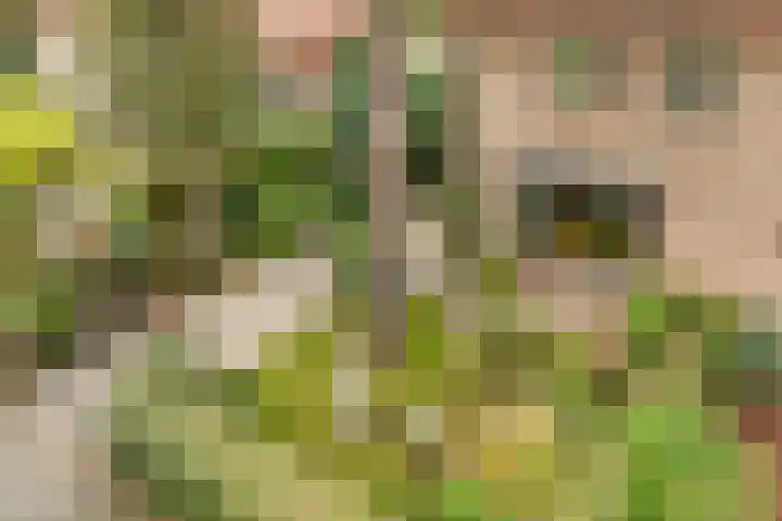 Julianaweg 30 Doorn thumbnail 51