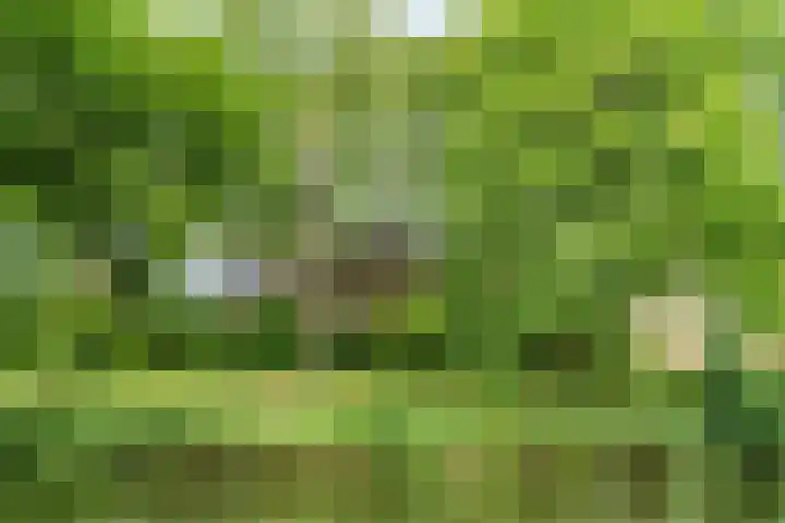 Jungfrau 34 Utrecht thumbnail 5