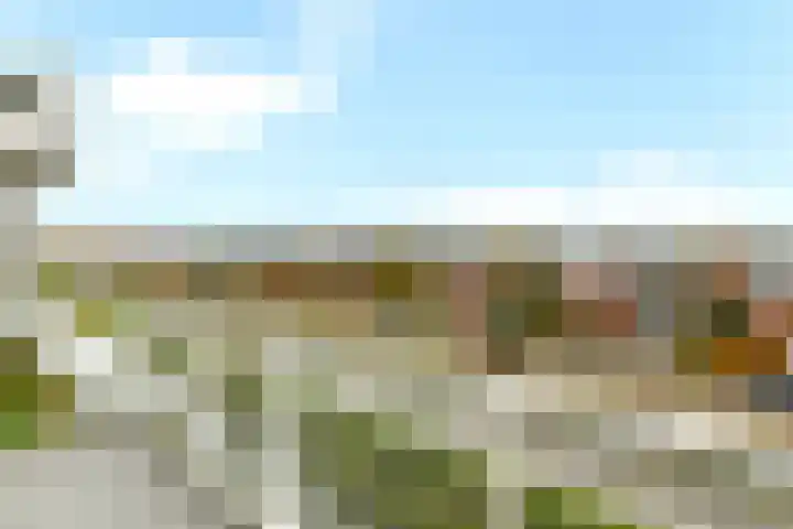 Juno 167 Elst thumbnail 23