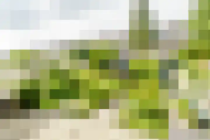 Junoplantsoen 105 Haarlem thumbnail 22
