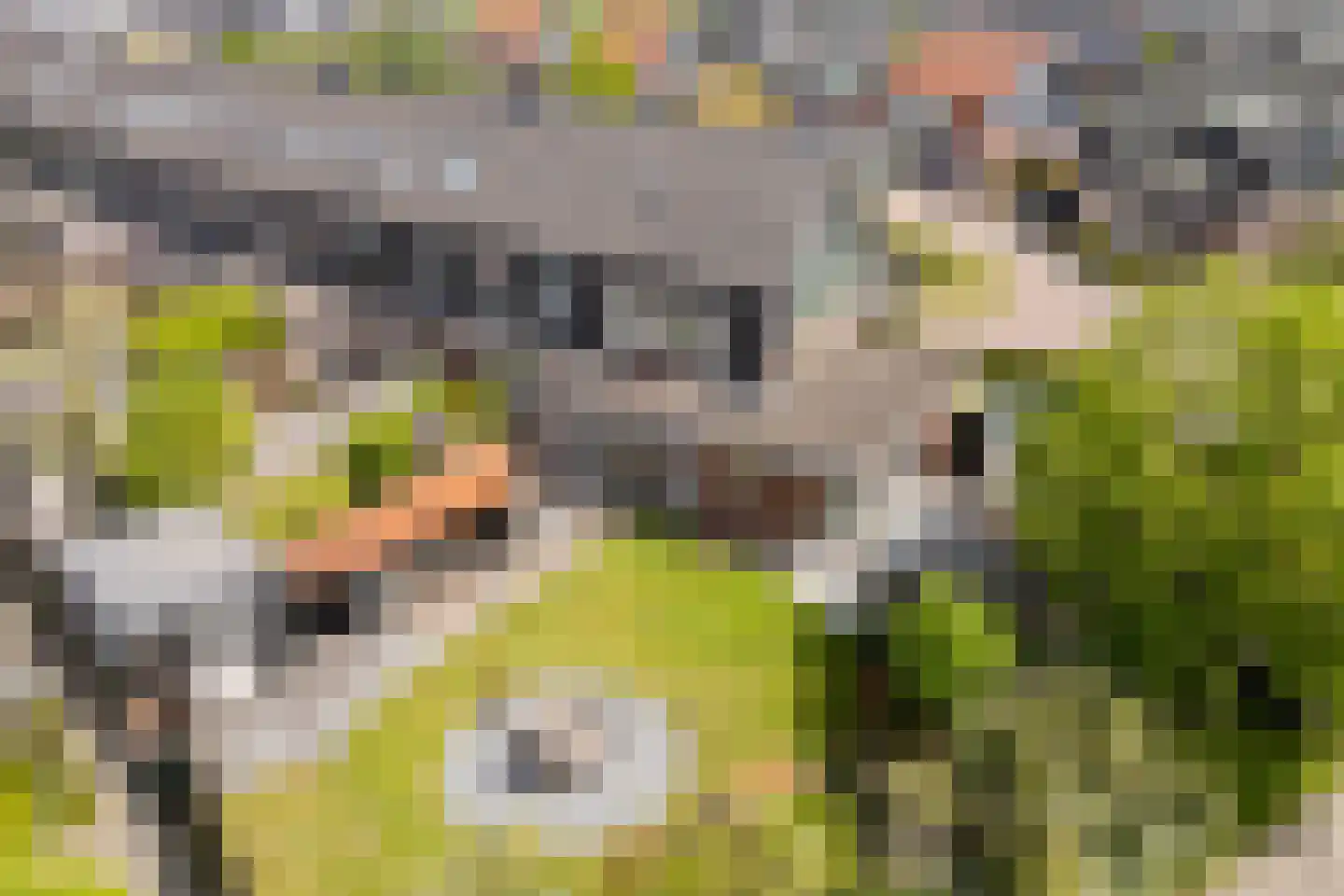 Juttepeer 1 Winkel thumbnail 52