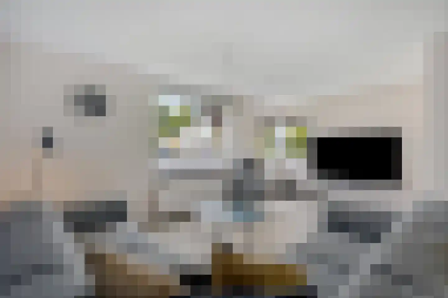 Juttepeer 13 Duiven thumbnail 17