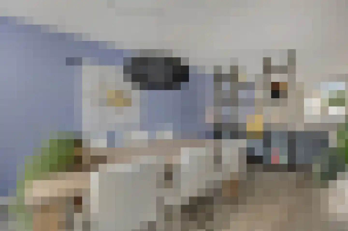 Juttepeer 13 Duiven thumbnail 24
