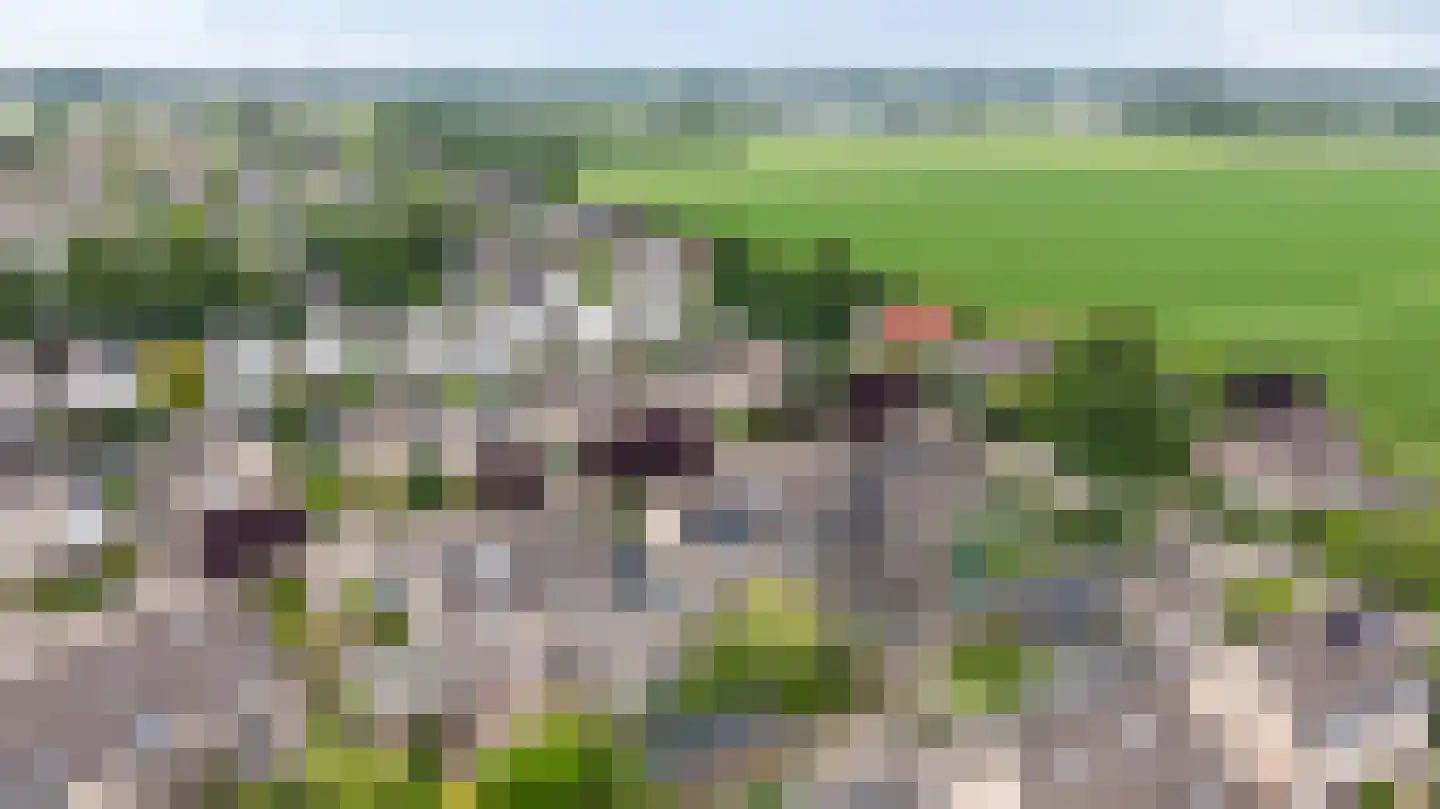 Juttepeer 13 Duiven thumbnail 5