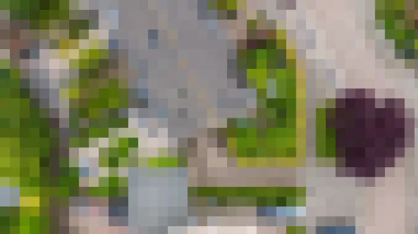 Juttepeer 13 Duiven thumbnail 60
