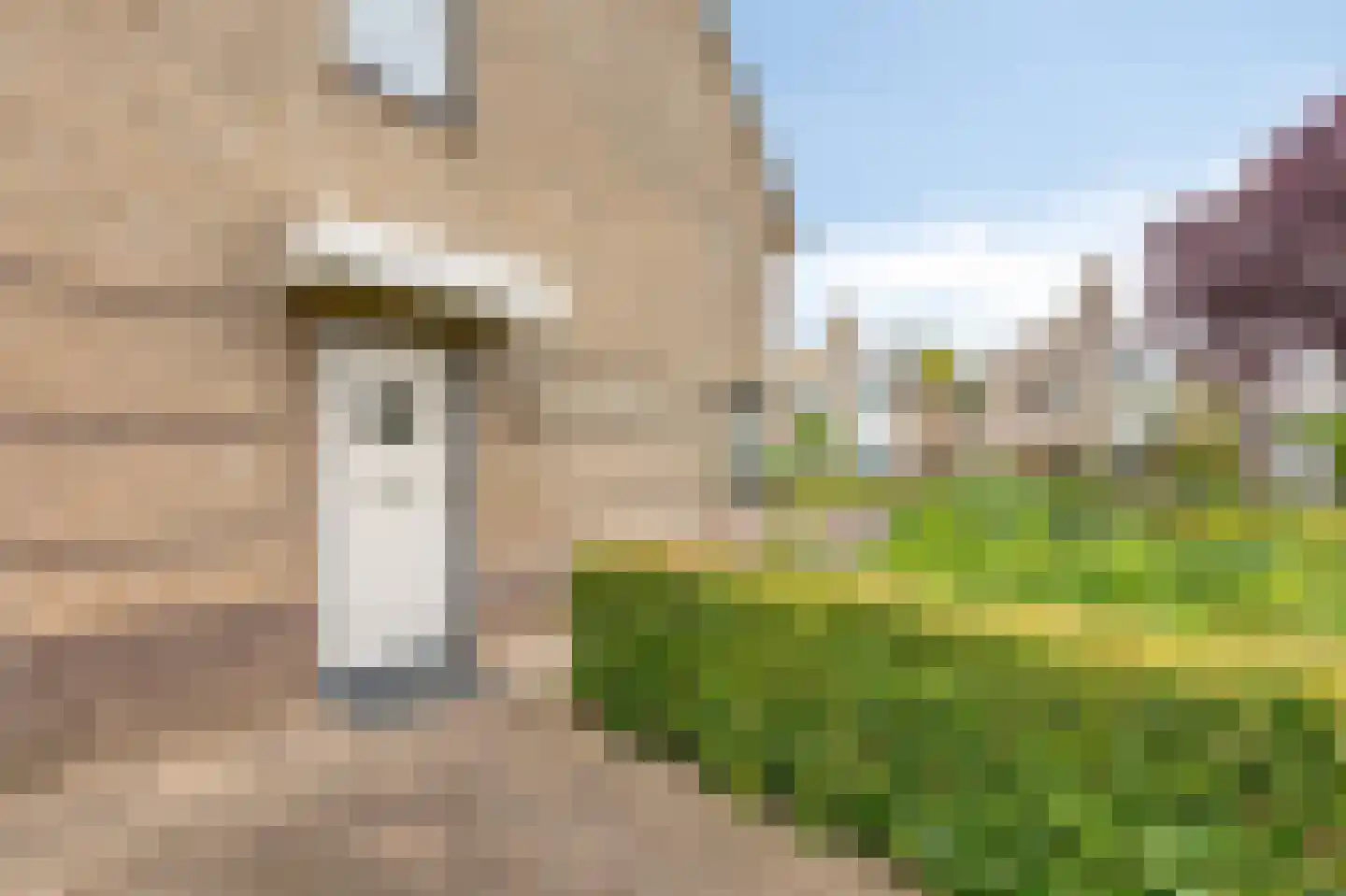 Juttepeer 13 Duiven thumbnail 9