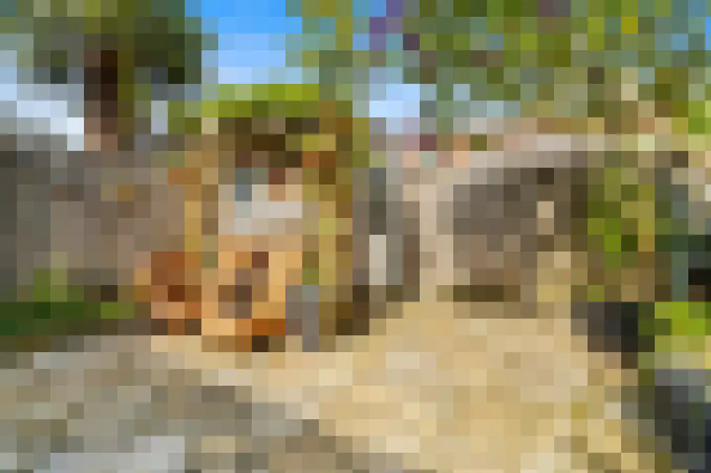 Juttepeer 22 Den Hoorn thumbnail 22
