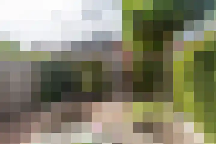 Juttepeer 42 Den Hoorn thumbnail 13