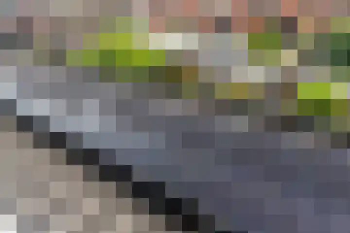 Juttepeer 42 Den Hoorn thumbnail 24