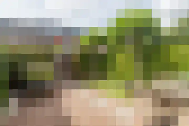 Juttepeer 42 Den Hoorn thumbnail 5