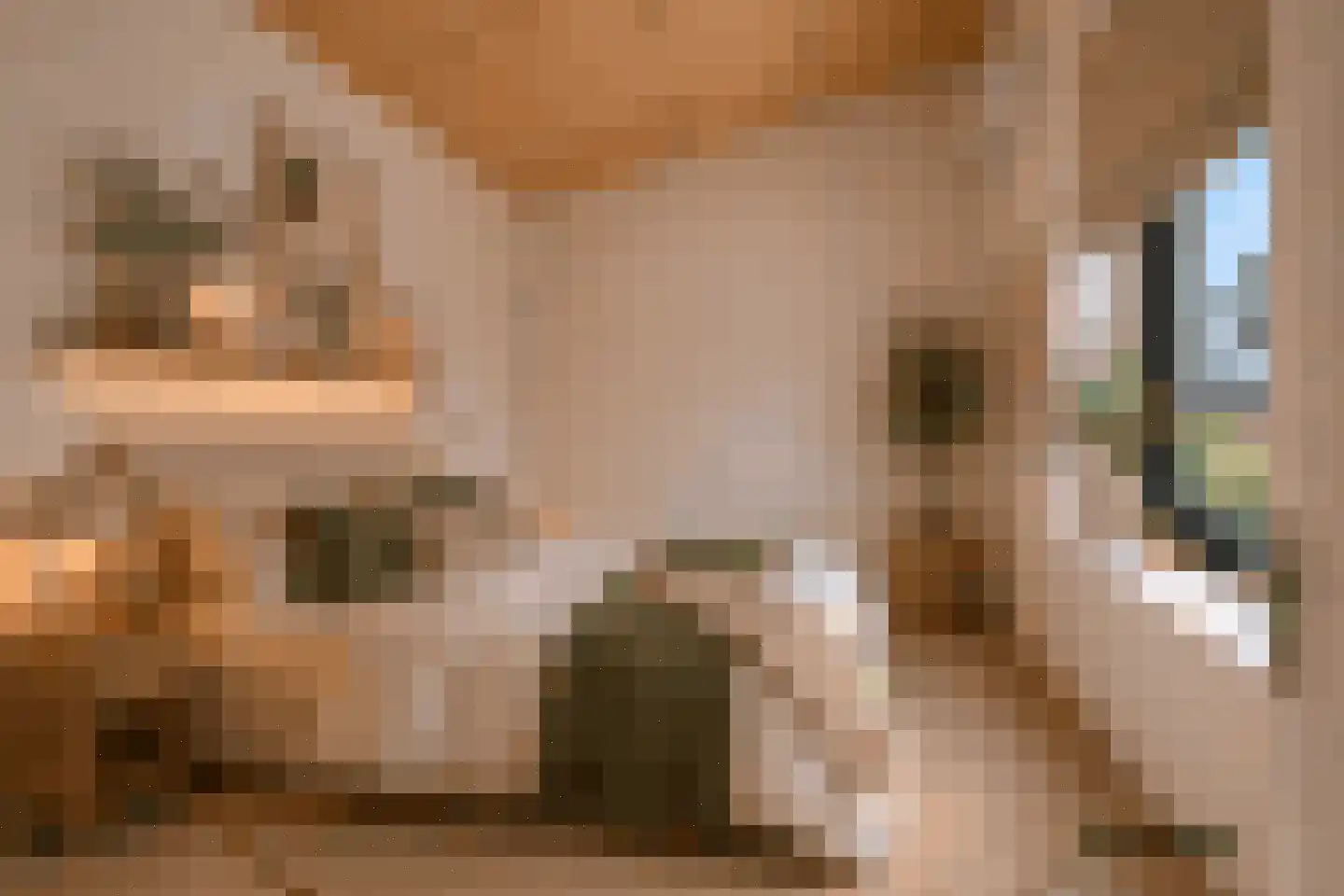 Juttestuk 11 Megchelen thumbnail 25