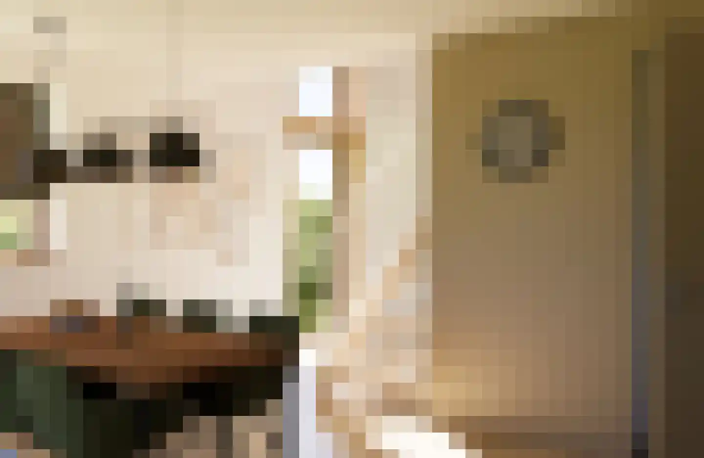 Juttestuk 9 Megchelen thumbnail 6
