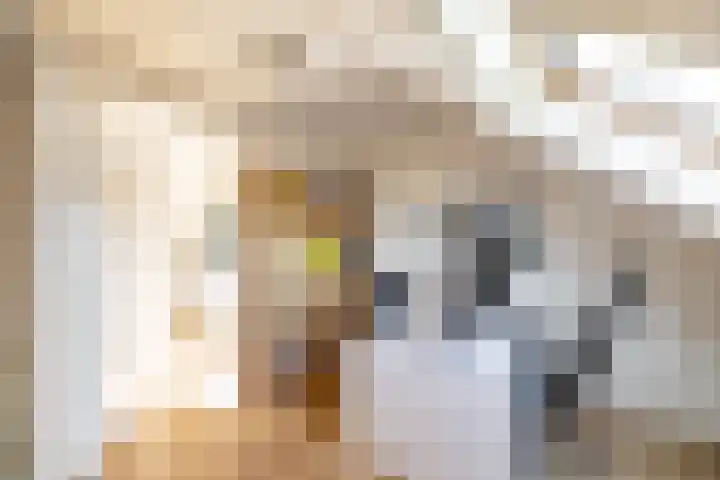 Kaag 13 Zuidhorn thumbnail 42