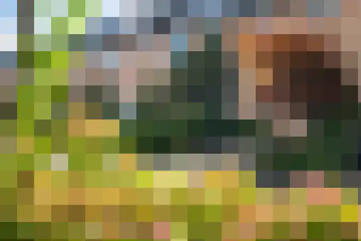 Kaagwerf 4 Gouda thumbnail 6