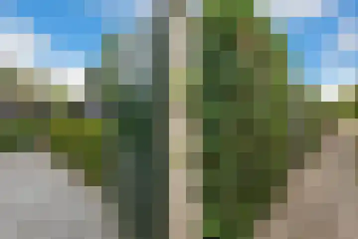 Kaap de Goede Hoop 31 Veendam thumbnail 27