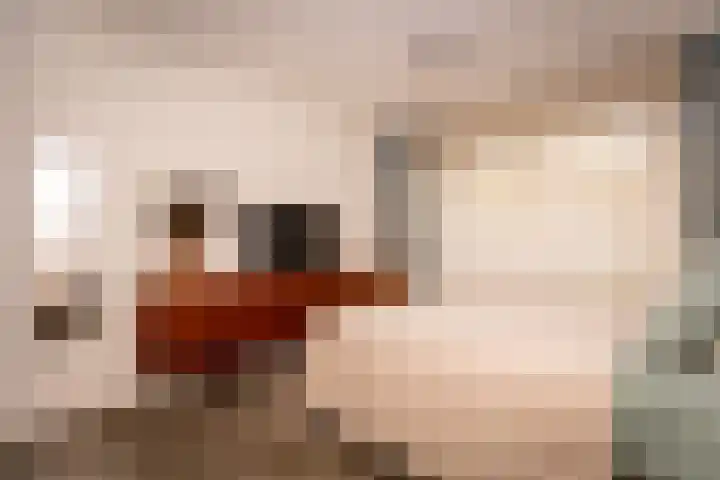 Kaap Hoorn 17 Hoorn thumbnail 36