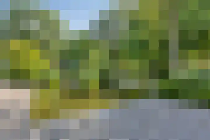 Kaap Hoorn 22 Hoorn thumbnail 30