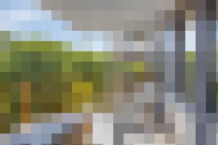 Kaap Hoorn 22 Hoorn thumbnail 4