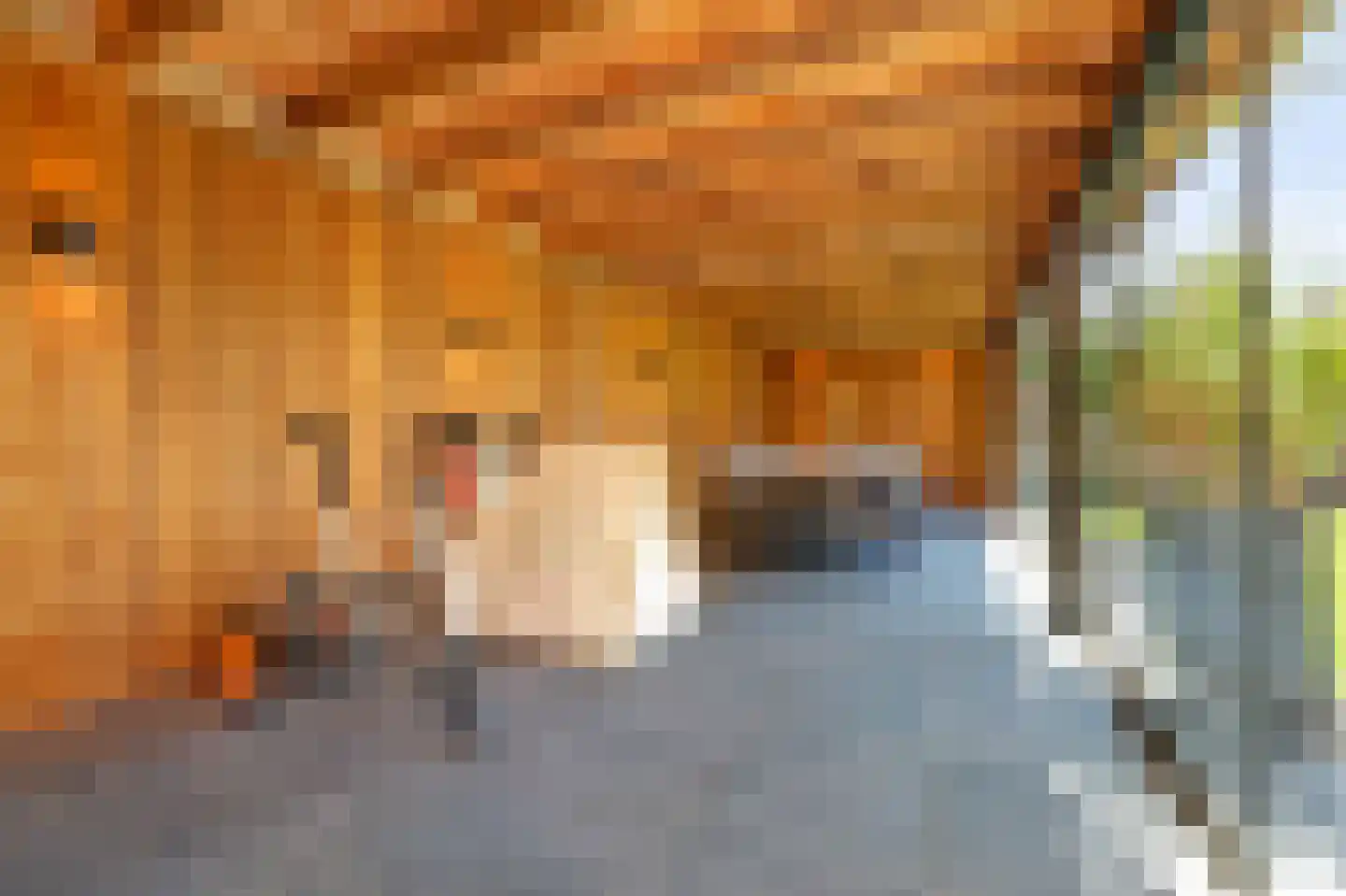 Kaapeind 9 Kerkdriel thumbnail 49