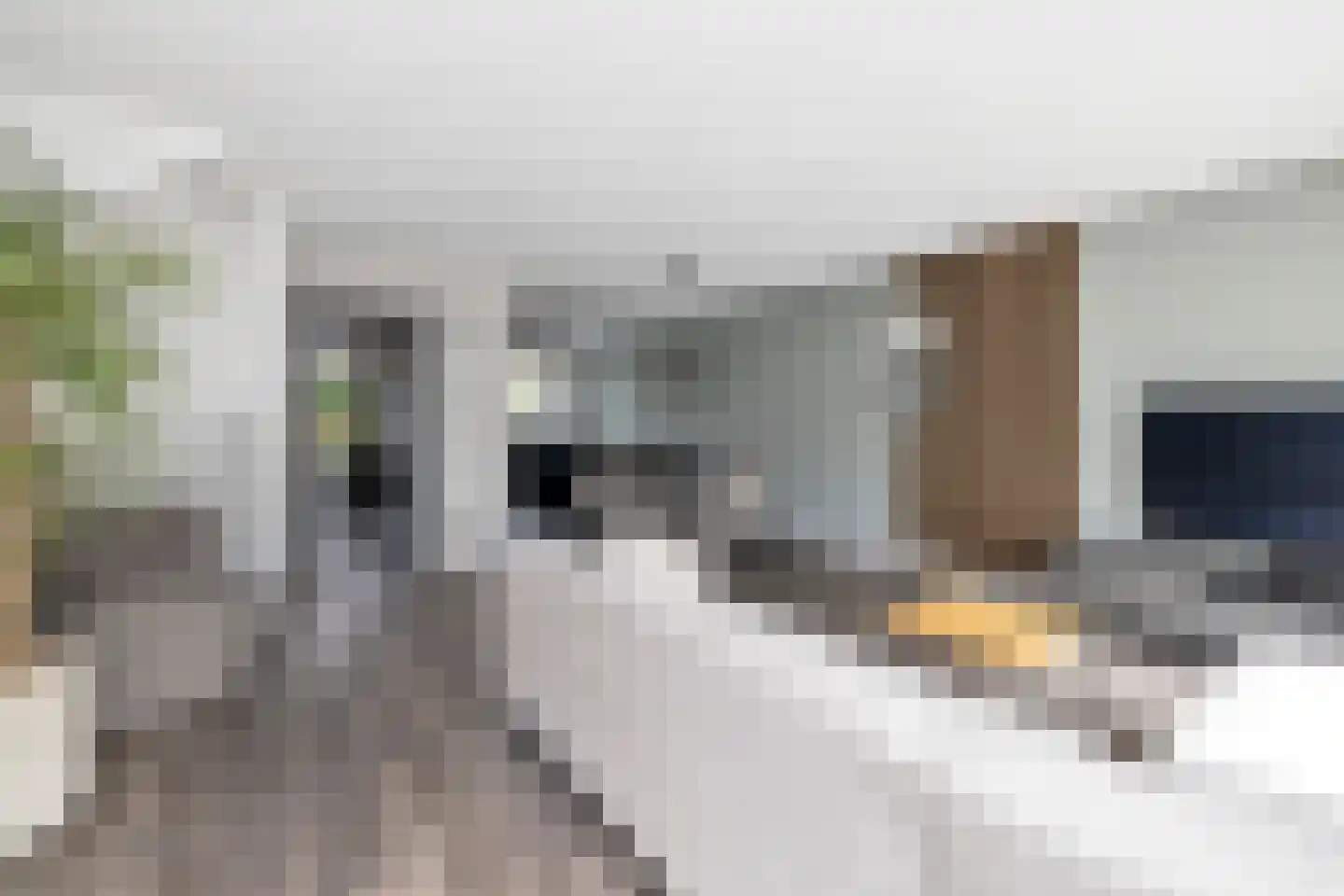 Kaapfeugel 18 Hippolytushoef thumbnail 10